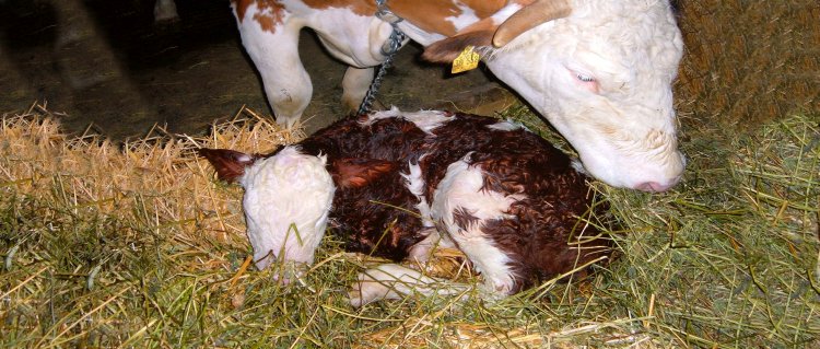 Bauernhoftiere zum füttern und streicheln Kälbchen Geburt